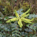 Egrow 60 Pcs/Pack Mahonia Seeds Mahonia Bealei Plant Mahonia Fortunei