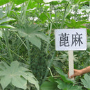 Egrow 100Pcs/Pack Chinese Castor Seeds Ricinus Communis Home Garden Plant