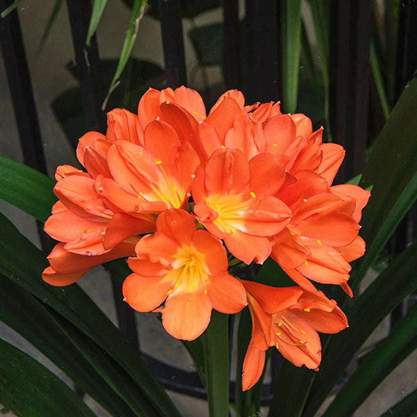 Egrow 100 Pcs/Pack Potted Clivia Seeds Miniata Plant Gorgeous Bonsai Rare Bush Lily Flower Bonsai DIY Home Garden