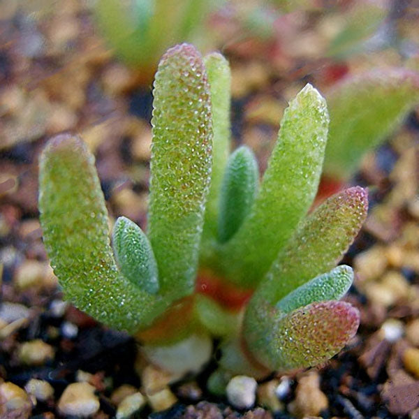 Egrow 100Pcs/Pack Mini Blue Succlent Seeds Monilaria Obconica Rabbit Living Lithops Flowers Seeds