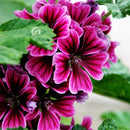 Egrow 100 Pcs/Pack Mallow Seeds Mallow Bonsais Rose Red Garden Terrace Garden Planting Landscape Greening