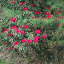 Egrow 50 Pcs/Pack Rhododendron Delavayi Seeds Rhododendron Delavayi Plant Rhododendron Delavayi Tree