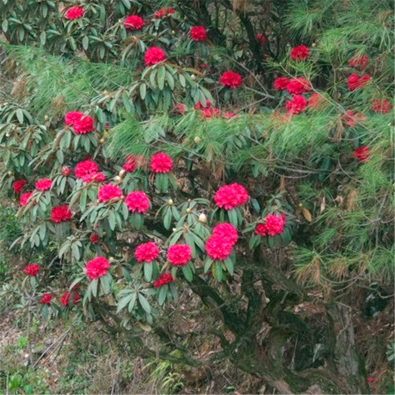 Egrow 50 Pcs/Pack Rhododendron Delavayi Seeds Rhododendron Delavayi Plant Rhododendron Delavayi Tree