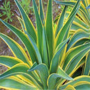 Egrow 100 Pcs/Pack Maguey Seeds Mixed Rare Aloe Agave Bonsai Rare Succulent Plants Agave Potted For Home and Garden Decoration