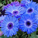 Egrow 100Pcs/Pack Gerbera Daisy Seeds Majorette Blue Halo Fragrant Bellis Flower Seeds