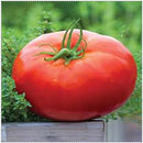 Egrow 100 Pcs/Bag Giant Tomato Seeds Plants Organic Heirloom Plants Vegetables Perennial Non-GMO Plant Pot For Home Garden Planting