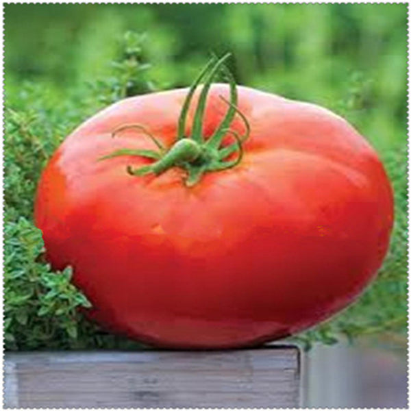 Egrow 100 Pcs/Bag Giant Tomato Seeds Plants Organic Heirloom Plants Vegetables Perennial Non-GMO Plant Pot For Home Garden Planting