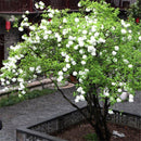 Egrow 30 Pcs/Pack Viburnum Macrocephalum Tree Seeds Flower Seeds Home Garden Decoration