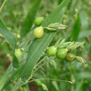 Egrow 30Pcs/Bag Coix Seeds Chinese Pearl Barley Coix Chinensis Seeds Adlay Coixseed Job's Tears Seed