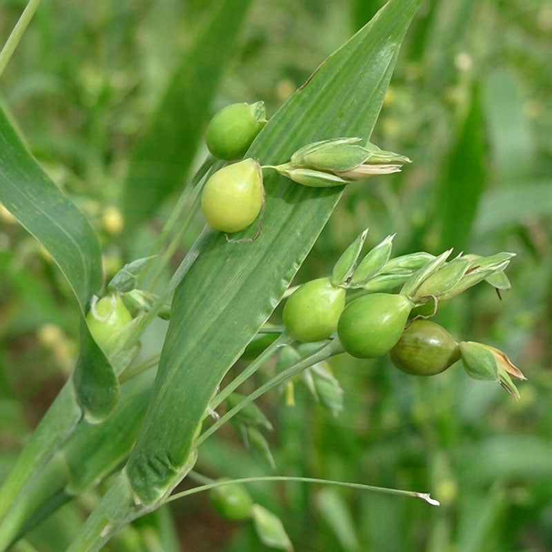 Egrow 30Pcs/Bag Coix Seeds Chinese Pearl Barley Coix Chinensis Seeds Adlay Coixseed Job's Tears Seed