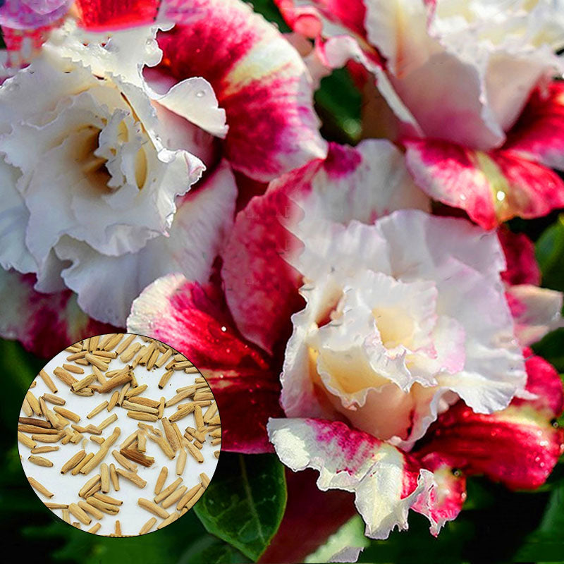 Egrow 5PC/Pack Rose Seeds Real Adenium Obesum Flores Desert Rose Flower Plantas Home Garden Bonsai Succulent Plants