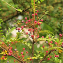 Egrow 30 Pcs/Pack Pistacia Weinmannifolia Tree Seeds Pistacia Weinmannifolia Tree Plant Pistacia Weinmannifolia