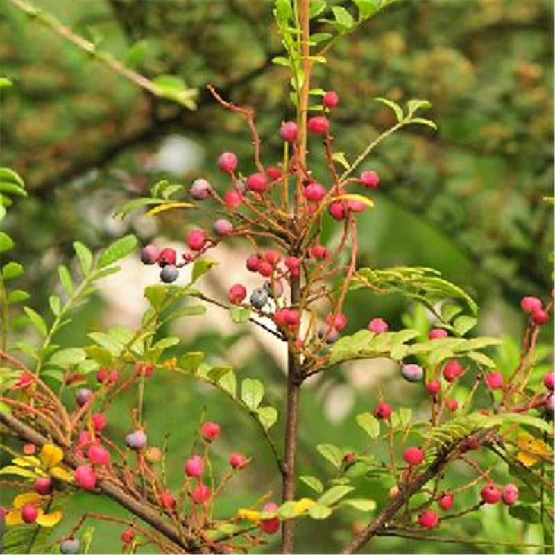 Egrow 30 Pcs/Pack Pistacia Weinmannifolia Tree Seeds Pistacia Weinmannifolia Tree Plant Pistacia Weinmannifolia