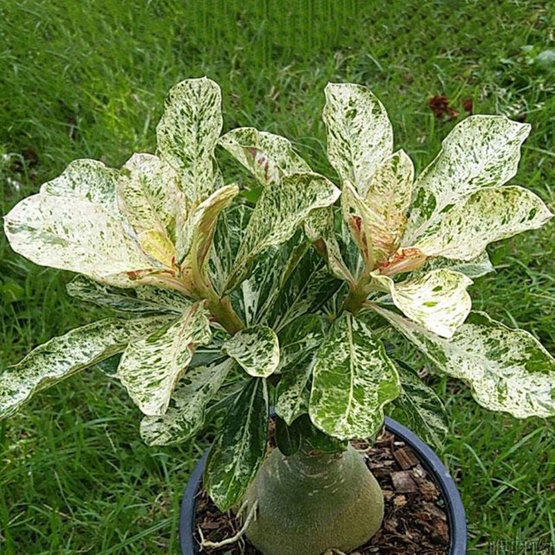 Egrow 1Pcs/Pack Rose Seeds Desert Rose Scarce Grafted Variegated Leaves Petals Home Garden Flowers Adenium Obesum