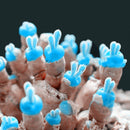 Egrow 100Pcs/Pack Mini Blue Succlent Seeds Monilaria Obconica Rabbit Living Lithops Flowers Seeds