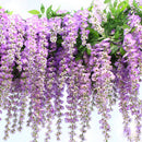 Egrow 10Pcs/Pack Wisteria Seeds Purple Wisteria Tree Rare Indoor Perennial Ornamental Wisteria Flower Potted Planting for Home Garden