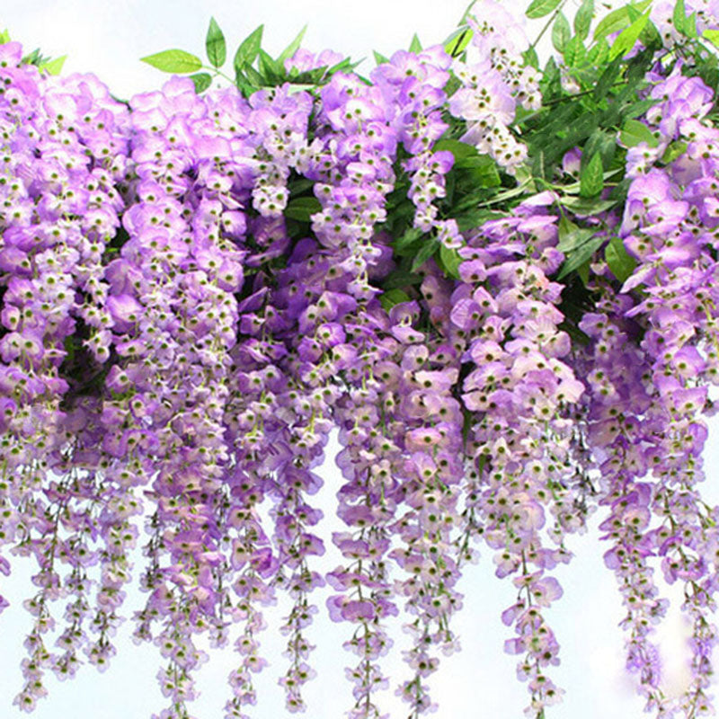 Egrow 10Pcs/Pack Wisteria Seeds Purple Wisteria Tree Rare Indoor Perennial Ornamental Wisteria Flower Potted Planting for Home Garden