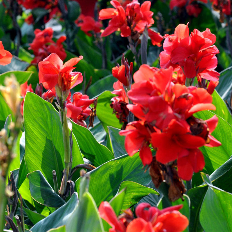 Egrow 10Pcs/Pack Canna Seeds Plants Indoor Outdoor Pot Flower Seed Home Garden Yard Bonsai