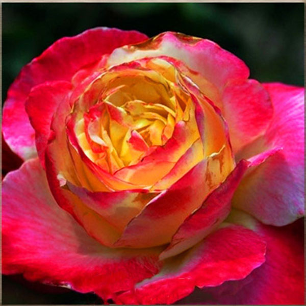 Egrow 100Pcs/Pack Rare Rose Seeds Garden Balcony Bonsai Potted Plants Flowers Seeds