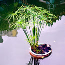 Egrow 50 Pcs/Pack Cyperus Seeds Cyperus Alternifolius Bonsai Water Aquatic Pltion Bonsai Home Beauty Hydroponics Plant Bonsai