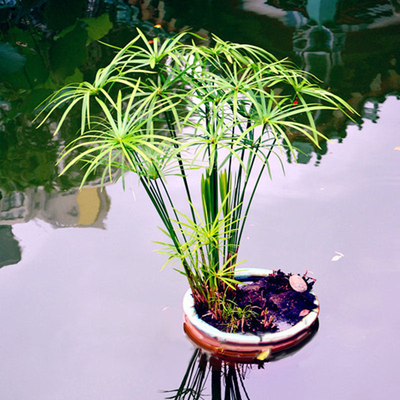 Egrow 50 Pcs/Pack Cyperus Seeds Cyperus Alternifolius Bonsai Water Aquatic Pltion Bonsai Home Beauty Hydroponics Plant Bonsai