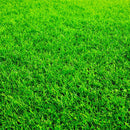 Egrow 1000 PCS/Pack Turfgrass Seeds Green Source Turfgrass Grass Plant Evergreen Lawn Plantas Flower Flores Home Garden Bonsai