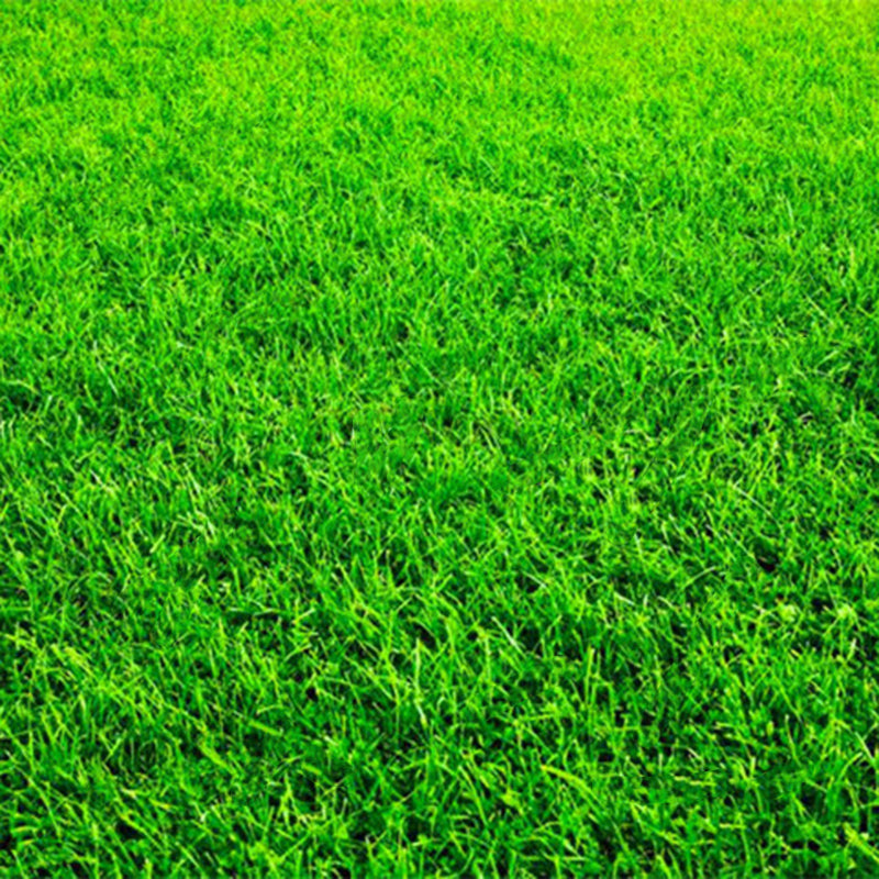 Egrow 1000 PCS/Pack Turfgrass Seeds Green Source Turfgrass Grass Plant Evergreen Lawn Plantas Flower Flores Home Garden Bonsai