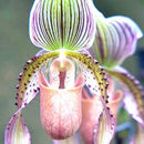 Egrow 20pcs/Bag New Sementes Rare Orchid Seeds Flower Orchid Seeds For Home Garden Plants