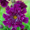 Egrow 100Pcs/Pack Chrysanthemum Seeds Double Cosmos Perennial Flower Seeds Bonsai Plants