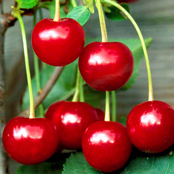 Egrow 20 Pcs/Bag Cherry Seeds Home Indoor Fruit Bonsai Dwarf Cherry Tree Seed Planting