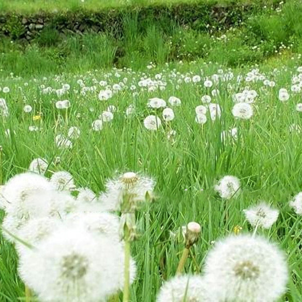 Egrow 30Pcs/Pack Lemon Grass Seeds Home Garden Herb Plants DIY Homemade Essential Oil