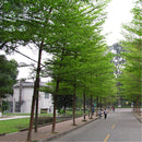 Egrow 30 Pcs/Pack Terminalia Seeds Terminalia Mantaly Tree Madagascar Almond Tree