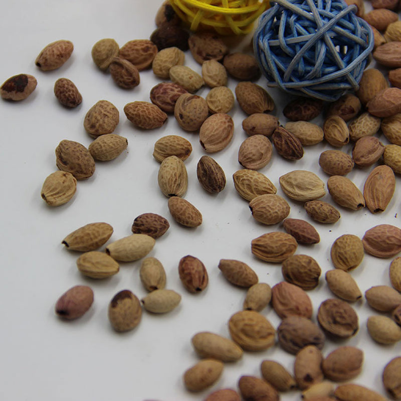 Egrow 10Pcs Japanese Sakura Seeds Pink Plants Cherry Blossoms Flower Bonsai Potted Sakura Tree