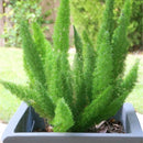 Egrow 100Pcs/Bag Rare Foxtail Seeds Ornamental Bonsai Plants Perennial Poaceae Bristlegrass Seeds