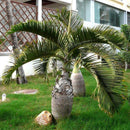 Egrow 20 Pcs Exotic Bottle Palm Seeds Bonsai Tropical Ornamental Tree Plant Seeds Garden Planting