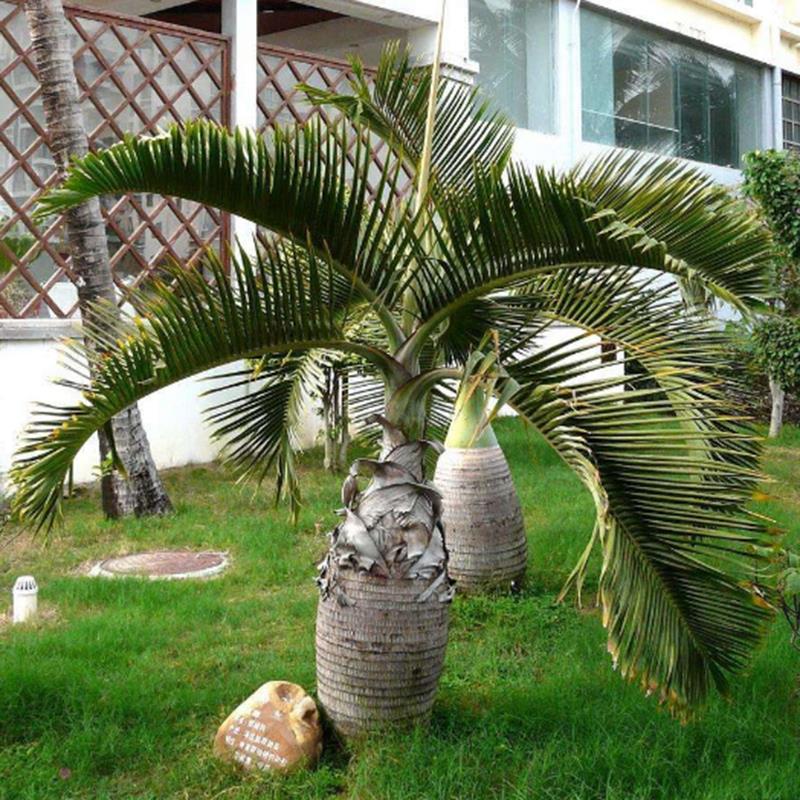 Egrow 20 Pcs Exotic Bottle Palm Seeds Bonsai Tropical Ornamental Tree Plant Seeds Garden Planting