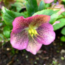 Egrow 100 Pcs/Bag Helleborus Seeds Winter Rose Flower Grow In Winter Rare Flower Seeds Outdoor Plant