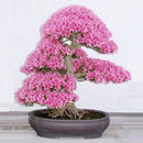 Egrow 10Pcs Rare Sakura Seeds Cherry Blossoms Seeds Garden Flower Bonsai Tree