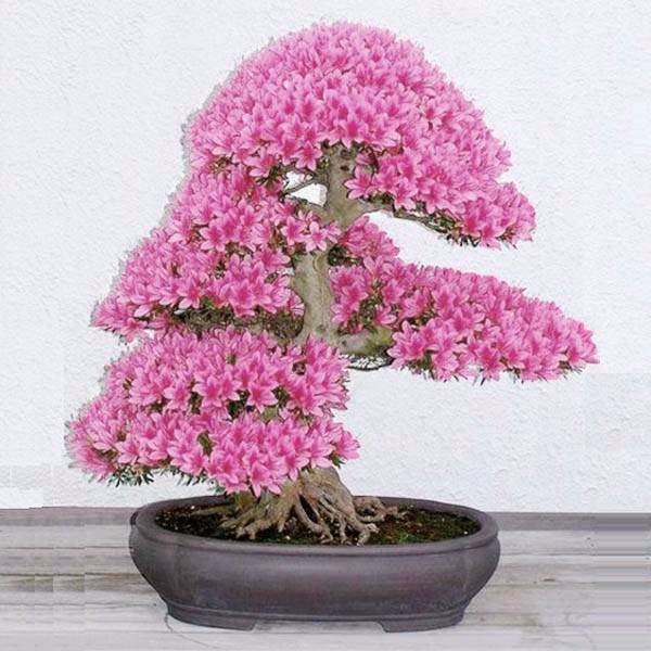 Egrow 10Pcs Rare Sakura Seeds Cherry Blossoms Seeds Garden Flower Bonsai Tree