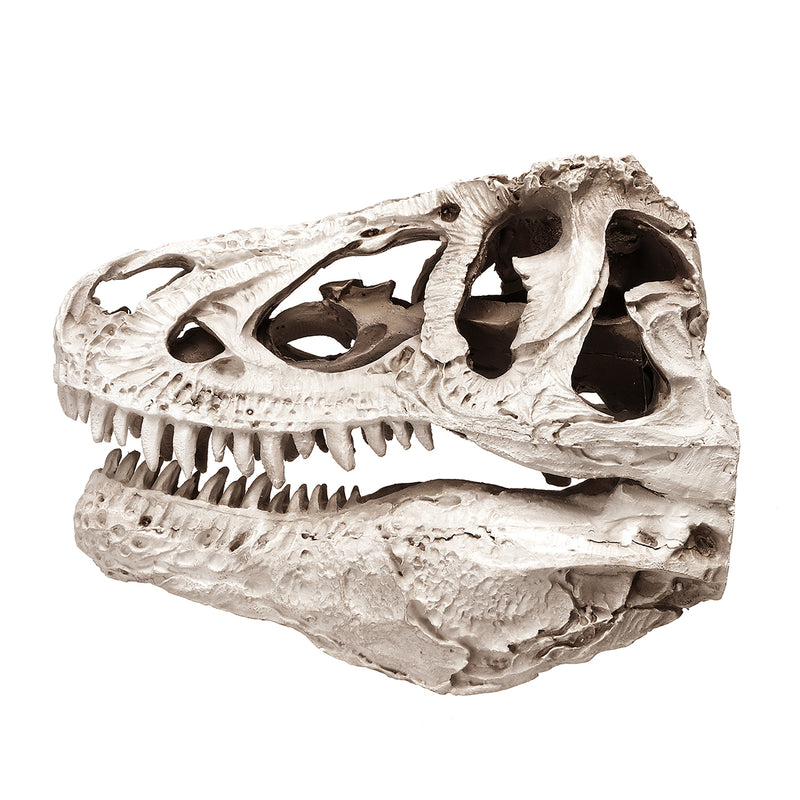 16cm Tyrannosaurus T-Rex Dinosaur Resin Skull Model Collectibles Toys Display Craft Gift