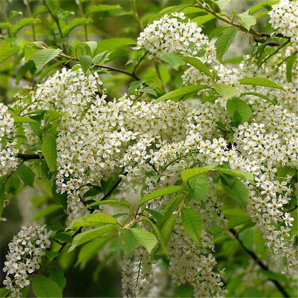 Egrow 20 Pcs/Pack Prunus Seeds Prunus Padus Tree Semente Plant Padus Racemosa