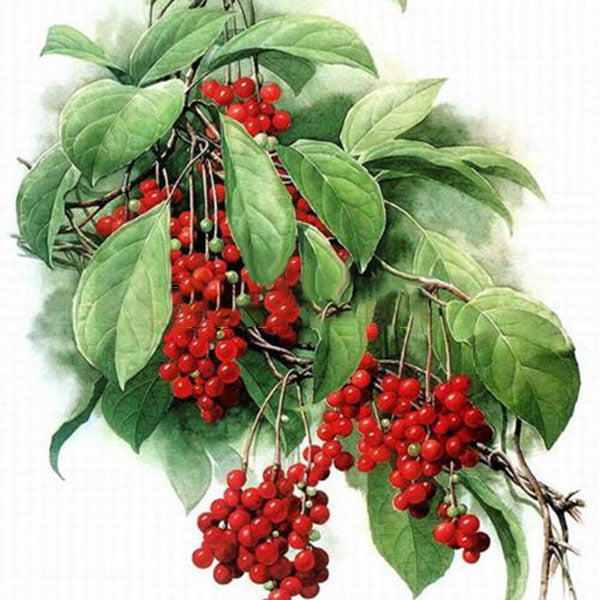Egrow 100Pcs/Pack Schisandra Seeds Chinese Magnolia Vine Edible Garden Fruit Tree Seed DIY Plants