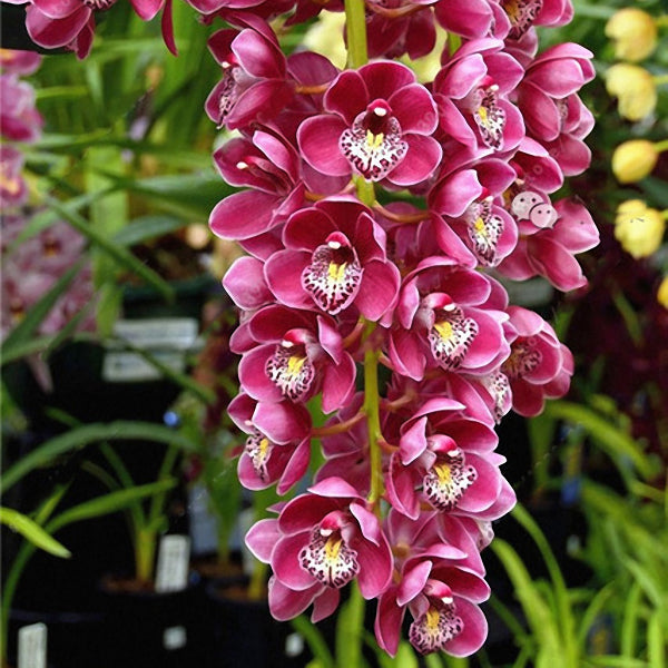 Egrow 100Pcs/Bag Cymbidium Orchid Seeds Silk Butterfly Orchid Artificial Flower Wedding Decoration