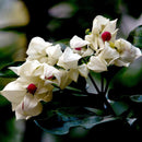 Egrow 20Pcs Clerodendrum thomsonae Balf Seeds Rare Flower Garden Bonsai Seeds