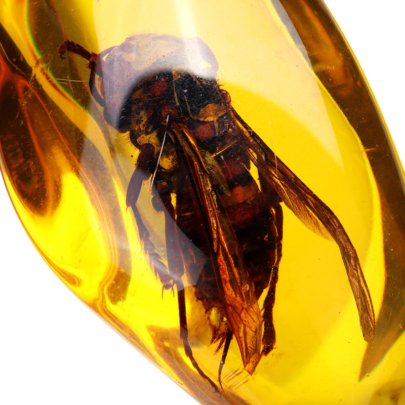 Beautiful Amber Hornet Petrifaction Insects Manual Polishing Insect Specimens Home Decorations