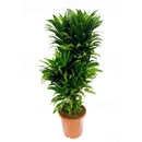 Egrow 10 Pcs/Pack  Dracaena Seeds Sago Cycas Bonsai Balcony Potted Dracaena For Home and Garden Decoartion