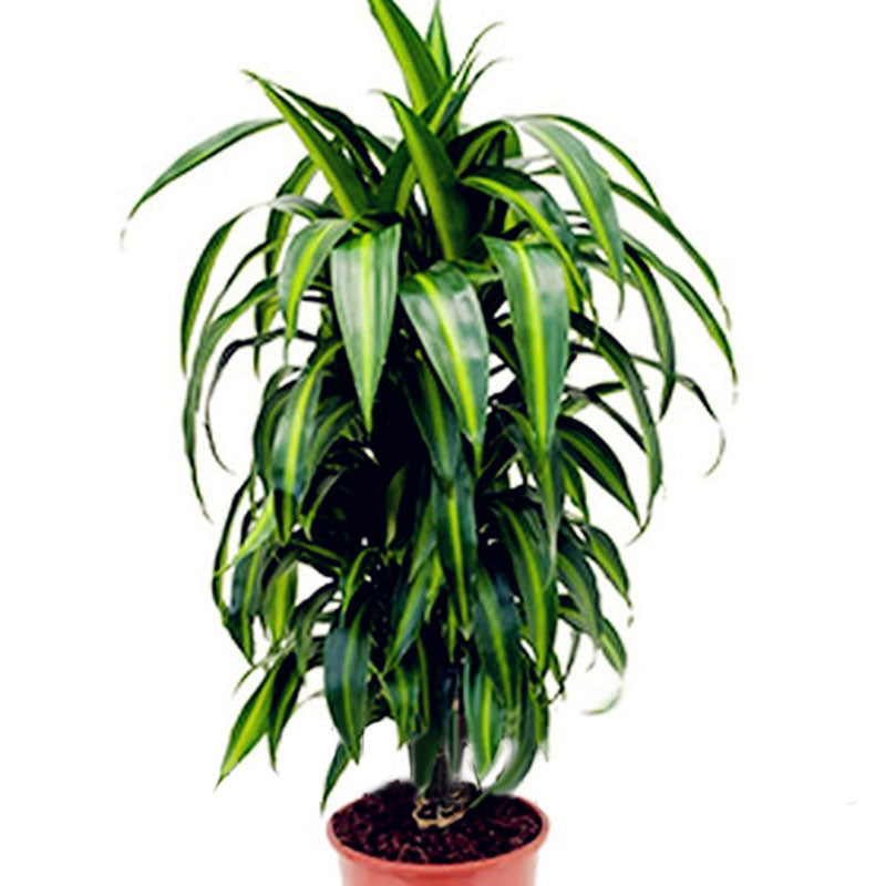 Egrow 10 Pcs/Pack  Dracaena Seeds Sago Cycas Bonsai Balcony Potted Dracaena For Home and Garden Decoartion