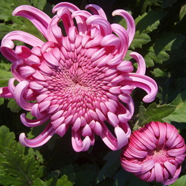 10Pcs Red Chrysanthemum Seeds Garden Rare Flower Bonsai Seeds