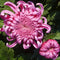 10Pcs Red Chrysanthemum Seeds Garden Rare Flower Bonsai Seeds