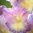 Egrow 100 PCS Garden Plant Gladiolus Flowers Aerobic Indoor Potted Sword Lily Flower Seeds Bonsai